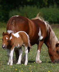 Shetland Mare & Foal