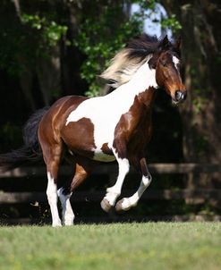 Tennessee Walker 001