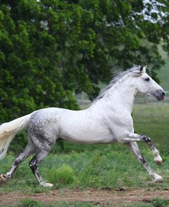 Andalusian 001