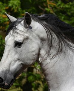 Andalusian 035