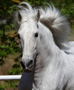Andalusian 029