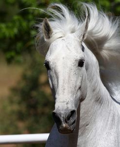 Andalusian 030