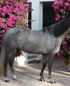 Andalusian 061