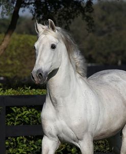 Andalusian 077