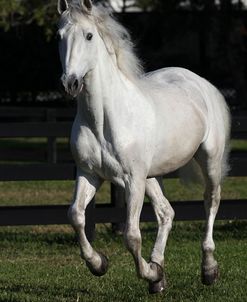 Andalusian 068