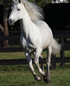 Andalusian 071