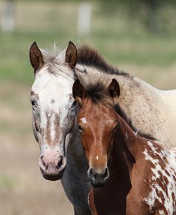 Appaloosa 002