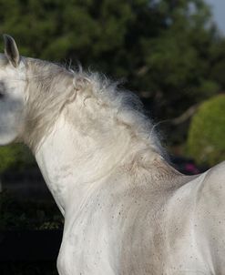 Andalusian 078