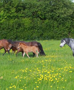 Farm UK 012