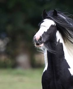 Gypsy Cob 002