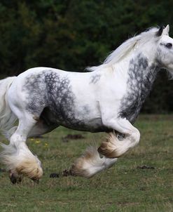 Gypsy Cob 003