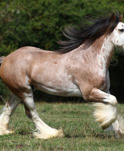 Gypsy Cob 005