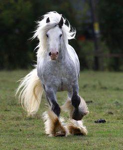 Gypsy Cob 006