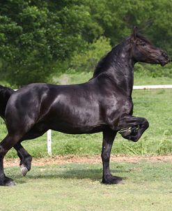 Friesian 001
