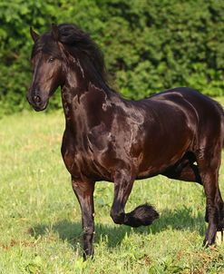 Friesian 002