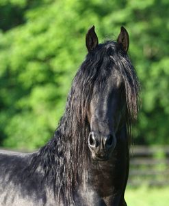 Friesian 003