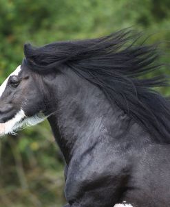 Gypsy Cob 001