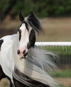 Gypsy Vanner 036