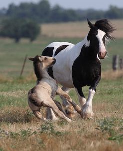 Gypsy Vanner 037