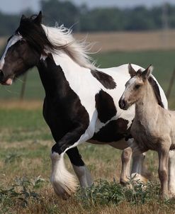 Gypsy Vanner 038