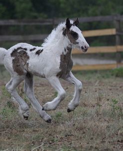 Gypsy Vanner 039