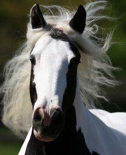 Gypsy Cob 008