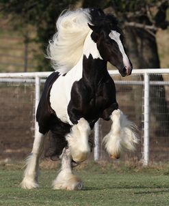 Gypsy Vanner 033