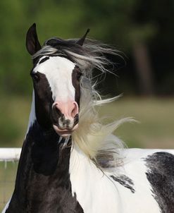 Gypsy Vanner 034