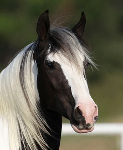 Gypsy Vanner 035