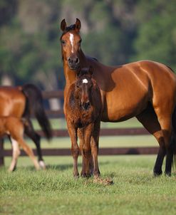 Hennessy Arabians 012