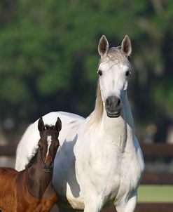 Hennessy Arabians 013