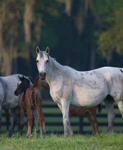 Hennessy Arabians 008