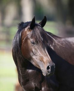 Hennessy Arabians 022