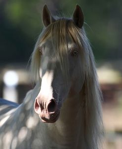 Lusitano 003