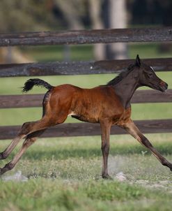 Hennessy Arabians 016