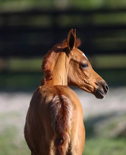 Hennessy Arabians 018