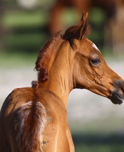 Hennessy Arabians 019