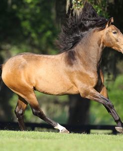 Lusitano 008