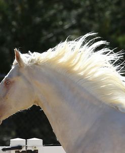 Lusitano 009