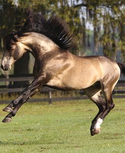 Lusitano 010