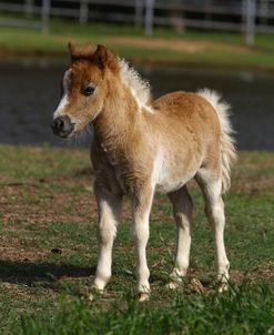 Miniature Horse 001