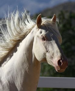 Lusitano 006