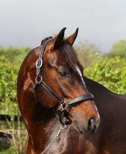 Oldenburg Horses 006