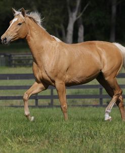 Palomino Warmbloods 024