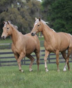 Palomino Warmbloods 025