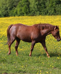 New Forest Pony 001