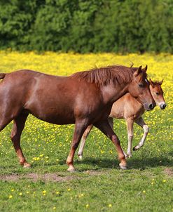 New Forest Pony 002