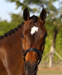 Oldenburg Horses 002