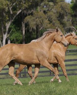 Palomino Warmbloods 030