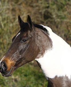 Palomino Warmbloods 032